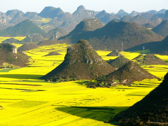 Luoping Rapeseeds flower field,Yunnan,China